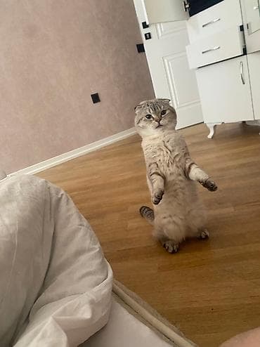 Digər heyvanlar: Şotland yastı qulaq, Erkək, Cütləşmə üçün — 2