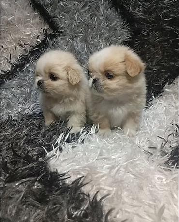 it qiz: Pekines — 2