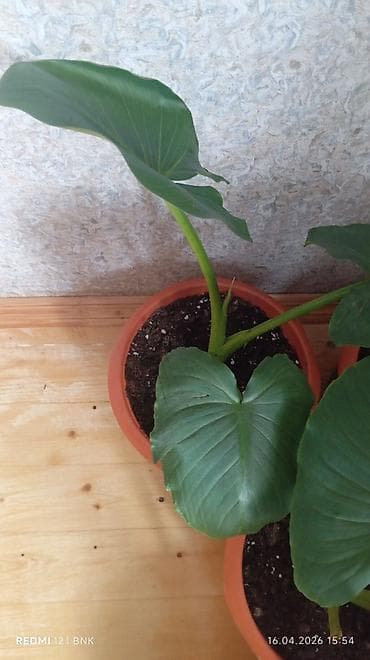 otaq bitkilərinin adları: 6 eded dicəkdə hazir vezyetde gul satilir catrlma daxil qiymet Ev — 2