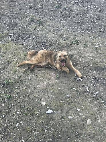 İt – orta ölçülü, uzun tüklü, qızılı-qəhvəyi rəng çalarda, qara kürək