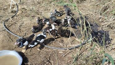 cins ineklerin qiymeti: Muscovy ördəkləri (indoutka) – qiyməti böyüklüyünə və kiçikliyinə görə — 2