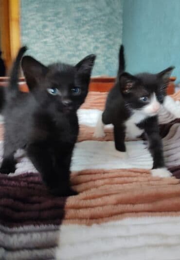 sarı pişik: Erkək, Yaxşı əllərə — 8