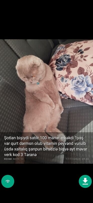 şinşilla pişik: Самец, Самовывоз — 12