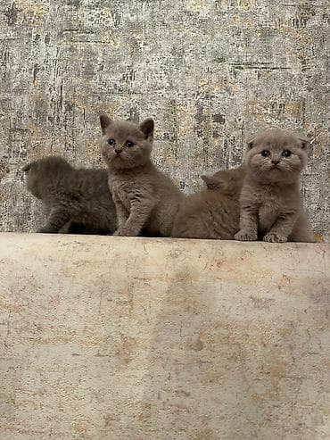 pişik boz: Britan yastı qulaq — 2