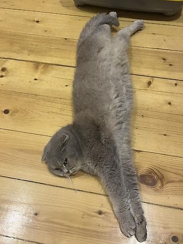 van pisiyi: Şotland yastı qulaq — 6