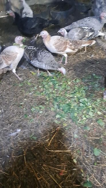 kənd cücəsi: Erkək, Damazlıq — 6