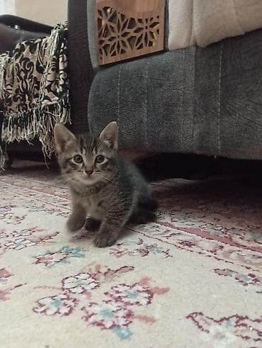 Tabbi, Yaxşı əllərə