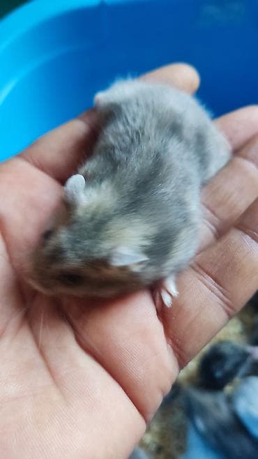 it balaca: Dwarf hamster balaları – müxtəlif rənglər - Növ: cırtdan — 3