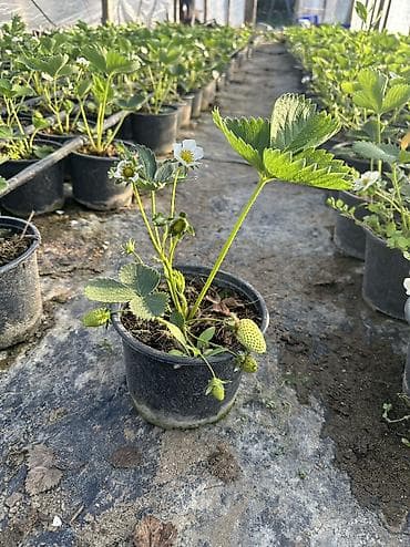 hilba bitkisi: Çiyələk ştilləri satılır. Viktoriya sortudur. topdan alana endirim — 3