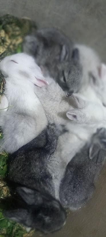 dovşanlar: Salam. dovsan balalari tek ve top satilir — 9