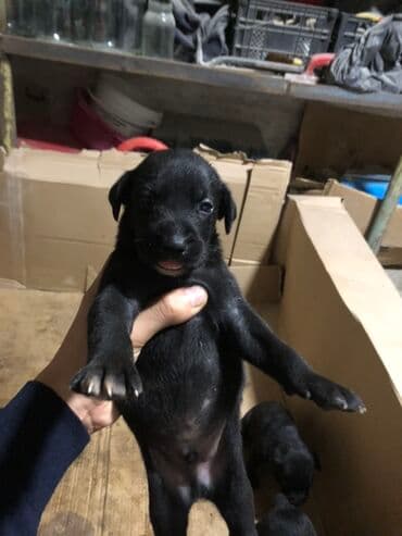 kreditle it satisi: Kane-Korso, 1 ay, Erkek, Peyvəndli, Ünvandan götürmə — 20