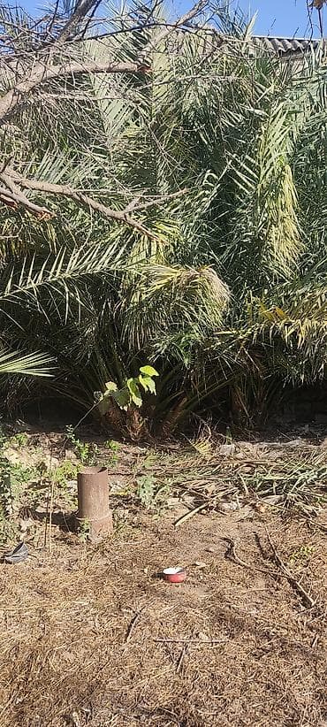 etirsah bitkisi: Xurma ağacları.Sağlam ağacdılar.Hündürlüyü 6 m.qədərdir.20 ilin — 5