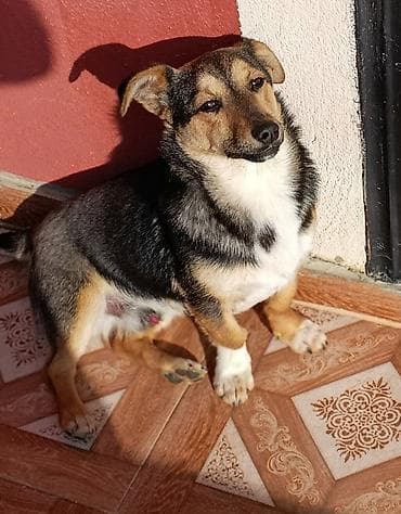 zvanoq itleri: 7 ay, Erkek — 1