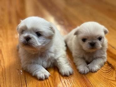 Pekines