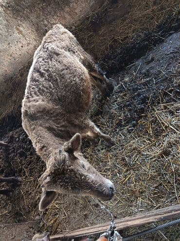 cücə və xoruz: Biri erkey biri disi yani balali mal ile barter olunur bogazda olsa — 1