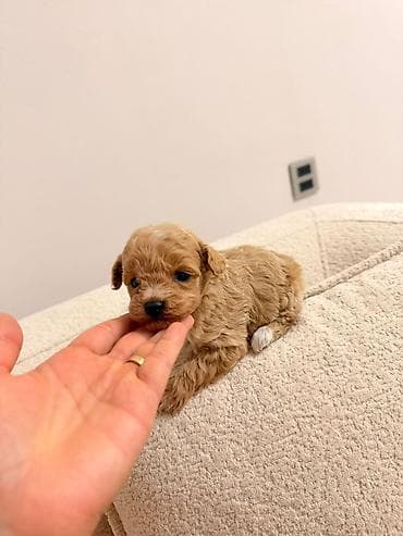 balaca quzular: Tam saglam gozel balalar satilir. isdenilen yerde yoxladib götürə — 3