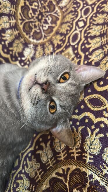 Şotland, Erkək, Yaxşı əllərə, Rayonlara çatdırılma, Ünvandan götürmə, Ödənişli çatdırılma