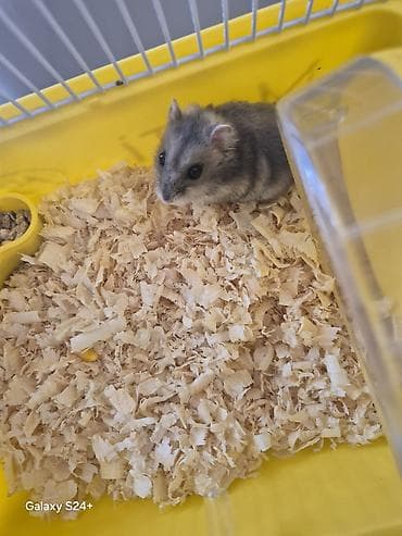 pişik ucun qab: Hamster və qəfəs dəsti - Növ: cırtdan hamster (gri-ağ rəng çaları — 3