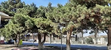 mingecevir ev alqi satqi: - Magistral yolun birbaşa kənarında yerləşən təkmərtəbəli tikili - — 1