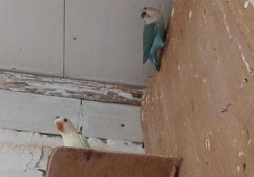 tutu guşu: Sevgiquşları (Lovebird) – müxtəlif rəng kombinasiyaları - Növlər — 2