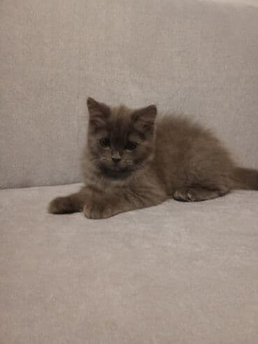 göyərçin yuvası: Şotland, Dişi, Yaxşı əllərə — 2