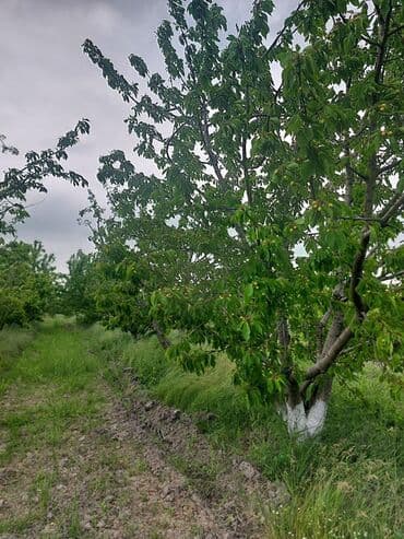 tuya ağacı yağı: 2 hektar 79 sot Məhsul: Gilas bağı Xaçmaz Rahimoba yolunda Asvaltdan — 1
