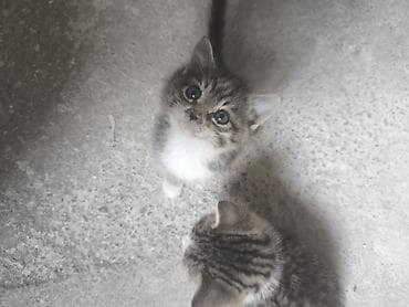 Tabbi, Yaxşı əllərə