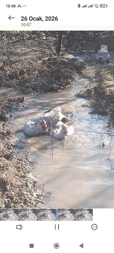 Dişi, | Lal ördək, Ətlik, Ödənişli çatdırılma lalafo.az -da Dişi, | Lal ördək, Ətlik, Ödənişli çatdırılma