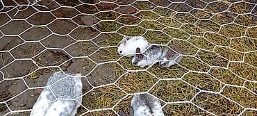 Кошки: Şotland dovşanlaridi ancaq balaları satilir birinin qiyməti 15 manat — 3