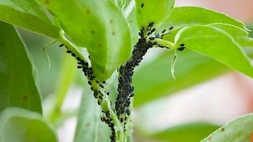 dirnaq tipsi instagram: Niyə məhz Arrivo? ​Sürətli Təsir: Vurulduğu andan etibarən — 3