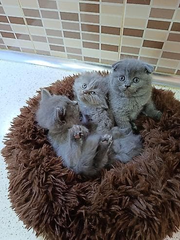 it pişik: Britan yastı qulaq — 1