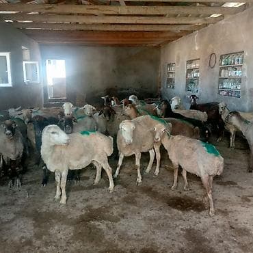haski balasi satisi: Dişi, il: 3, 45 kq, Damazlıq, Ünvandan götürmə — 6