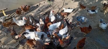 hinduşka əti: Heyetde yetişdirilmiş müxtəlif cins toyuqlar və ördəklər təklif — 1