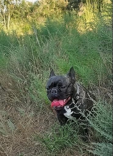 İtlər: Fransız buldoqu – erkək, pələngi rəng (brindle) kürk, sinəsində ağ — 4