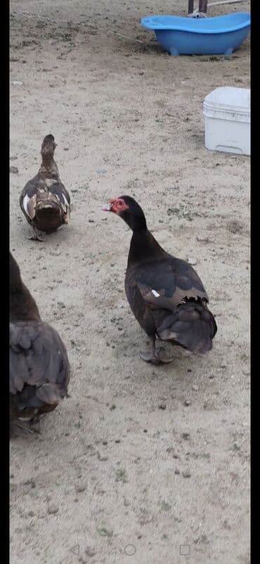 dana qiyməti siyəzən: Salam Aleykum Gördüyüvüz Krasnadarların (qırmızı öküz) hamısıni — 8