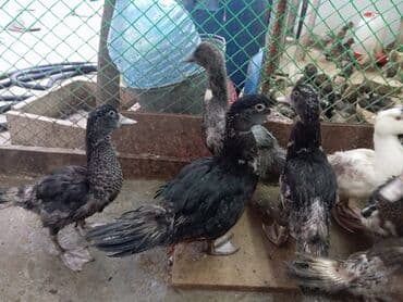 ördək balası və cücə: Misk ördəkləri – müxtəlif rəng və naxışlarda cavan balalar - Növ — 5