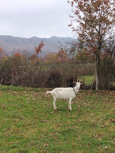 Sanen safqan Südlük-törədici keçilər - Cins: ağ rəngli yerli/saanen