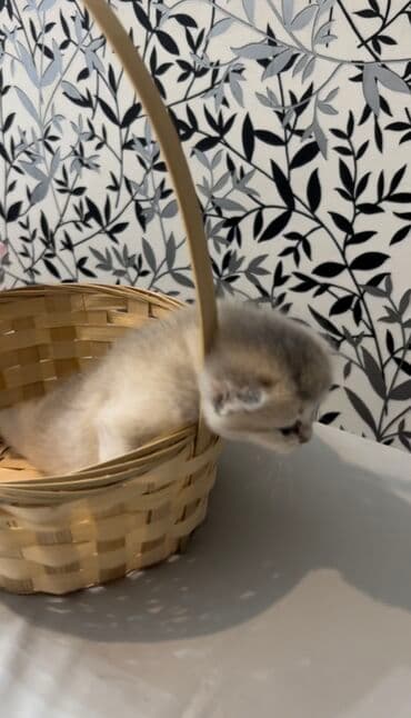 ən ucuz pişiklər: Şinşilla, Dişi, Erkək, Ünvandan götürmə, Ödənişli çatdırılma — 9