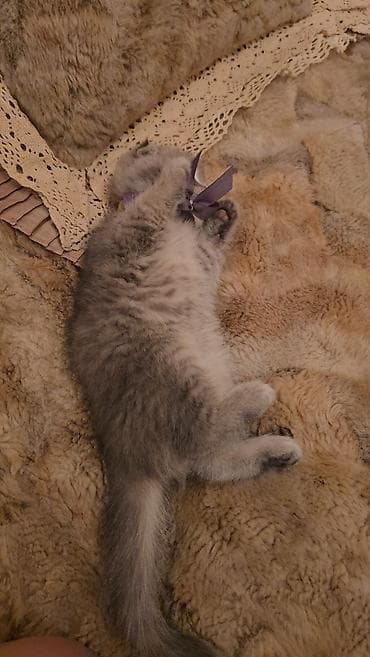 pisik latoku: Şotland — 8