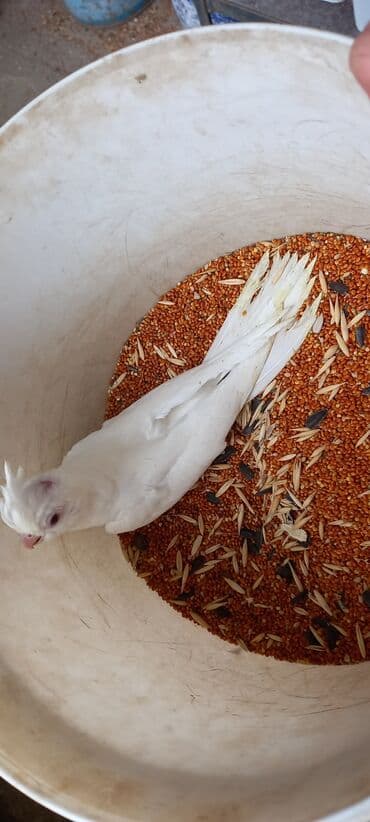 sağlam həyat sağlamlıq mərkəzi: Salam ilk ozce yazini hamisini oxuyun sonra elaqe saxliyin hardasa bir — 11