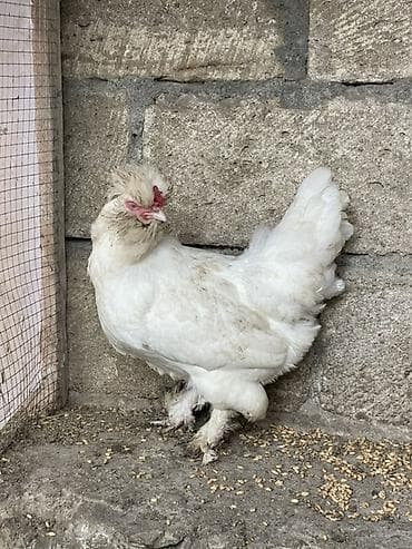Курица, Для разведения, Платная доставка, Доставка в районы, Самовывоз — 3