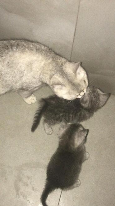 Шотладская вислоухая — 5