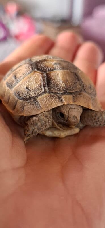 tap.az heyvanlar xacmaz: MiniatMəura quru tısbağa - Kiçik ölçülü, əl üstündə rahatlıqla — 4