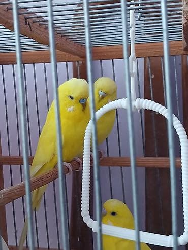 Птицы: Cut cex satlır.Qara gozduler — 4