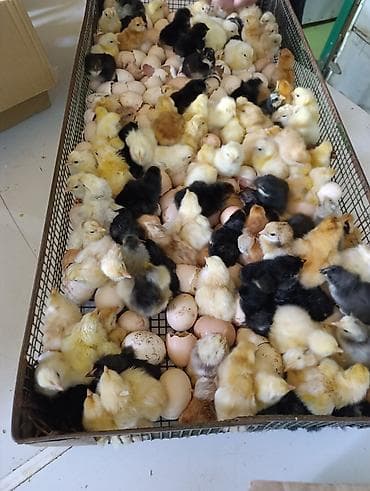 Xarkovlider Brama,ordek pkn, yasilbas ordekyerli sort cuceler