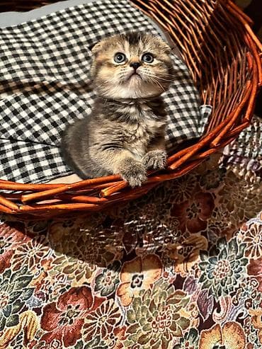 Şotland yastı qulaq