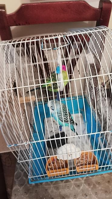 Dalğıc quşlar və qəfəs dəsti - 2 ədəd dalğıc (budaqquşu) – biri