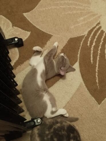 ucuz bala pişiklər: Dişi, Yaxşı əllərə — 5