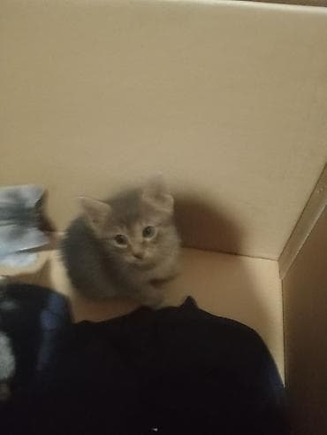 коты в добрые руки: Британская, Самец, В добрые руки, Самовывоз, Платная доставка — 5