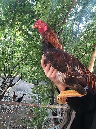 satılan atlar: Təmuz cins təmiz qan hevan axdaranlar narahat etsin 8 aylıq beçədi — 5